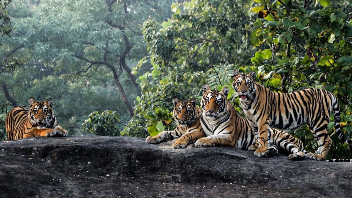 The Satpura range in Bhopal has more than 300 species of birds, with other animals like Spotted Deer, sloth bears and tigers etc. Photo: Shubham Alave/Bori Safari Lodge