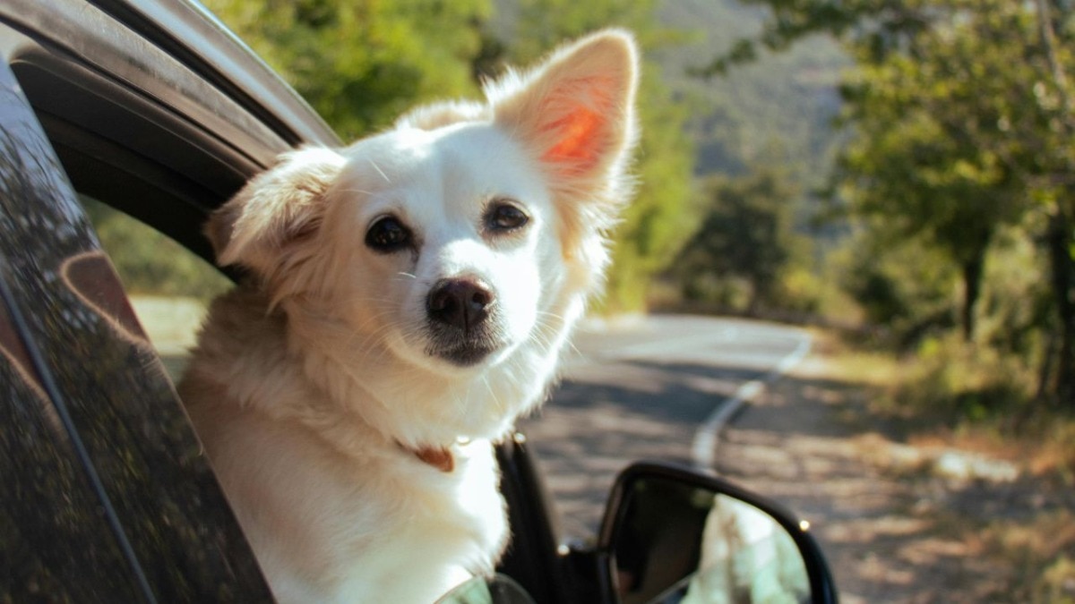 PM Modi in Rajya Sabha
