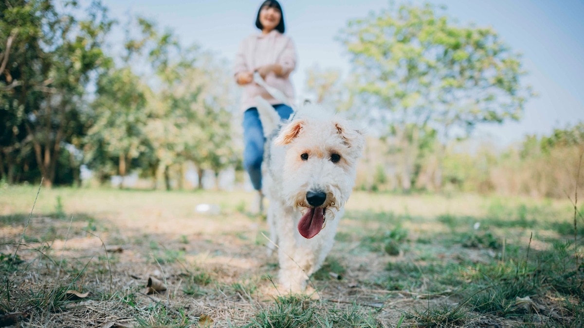 Rp 8k hingga 80k, bagaimana dogwalker muda menghasilkan banyak uang untuk membantu orang tua hewan peliharaan yang sibuk