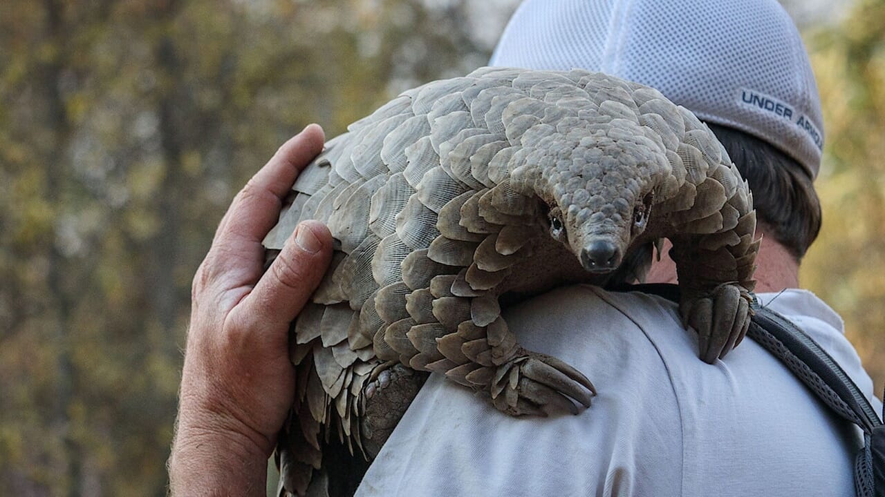 Pangolin, di Netflix Sebuah film dokumenter yang didedikasikan untuk Pangolin oleh Direktur Pemenang Oscar: When It Out