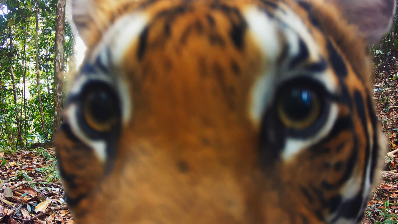 The Wild Ones: Tanggal Trailer dan Rilis Dokumenter Apple TV+ Antara Macan, Paus dan Badak