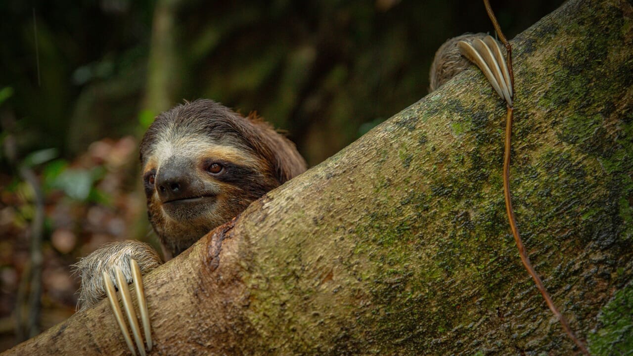 Underdog di Disney+, seri dengan Ryan Reynolds yang memberi tahu 'pahlawan yang tidak dikenal' alam