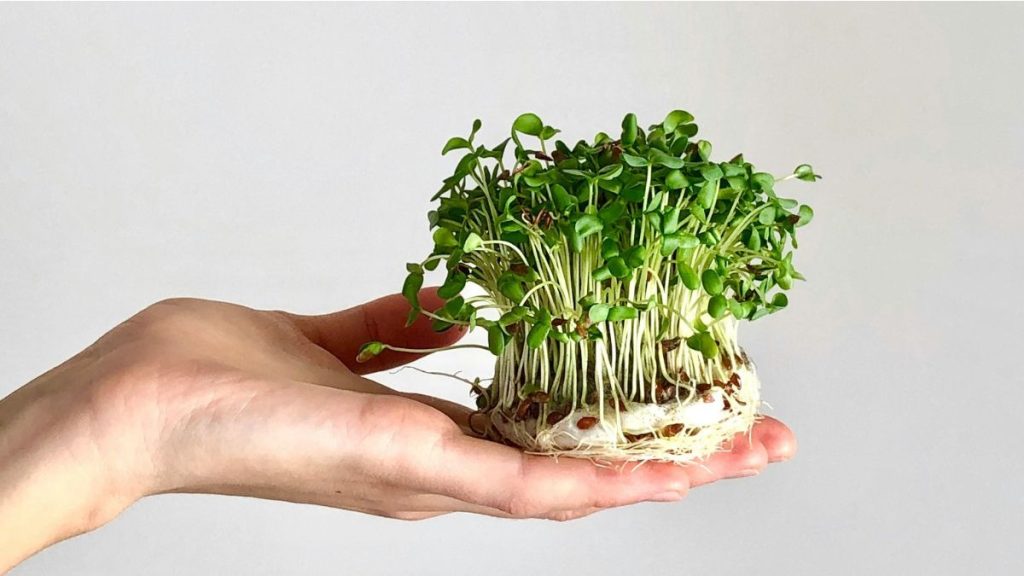 Apakah microgreens layak mendapatkan tempat di piring Anda?