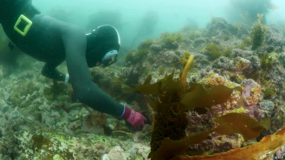 Jepang: Wanita Laut Terakhir