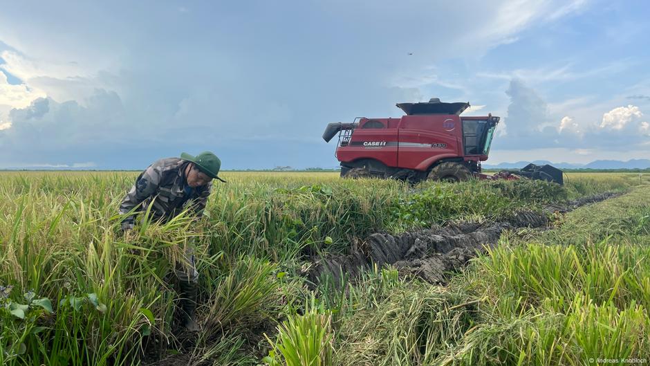 Mengapa Vietnam Diizinkan Menumbuhkan Padi ke Kuba