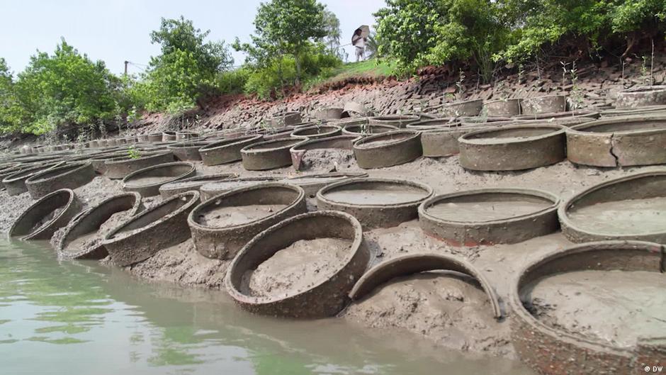 Sundarbans: Teknik kuno untuk memerangi berkurangnya tanah