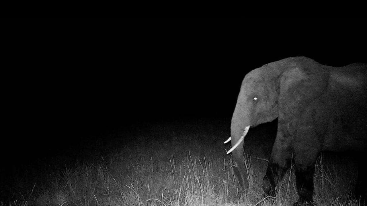 Disney+, Werner Herzog berbicara tentang pencarian hantu gajah