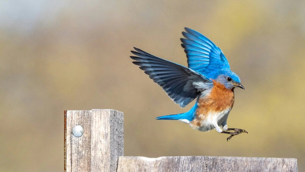 Birdwatching walk is Delhi