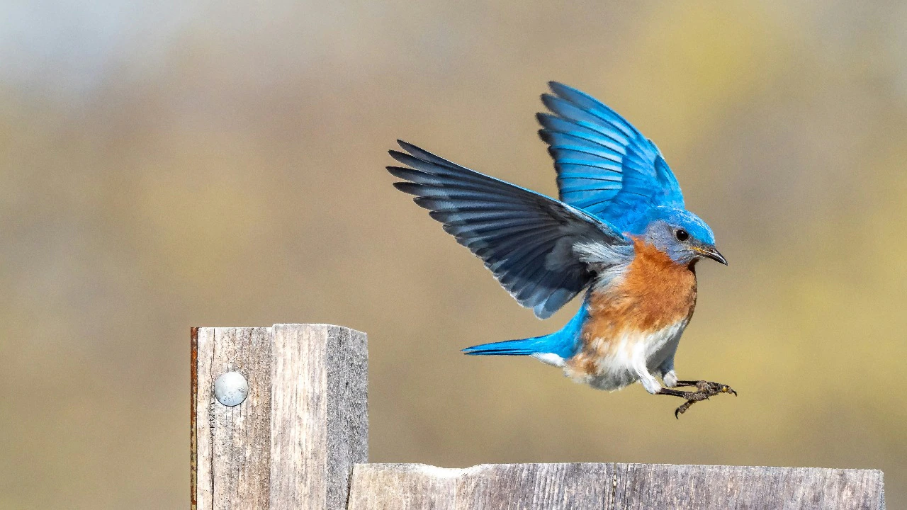 Birdwatching walk is Delhi