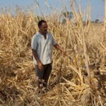 El Niño: India bersiap menghadapi kekeringan