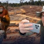 Lost Paradise - Perjuangan orangutan untuk bertahan hidup