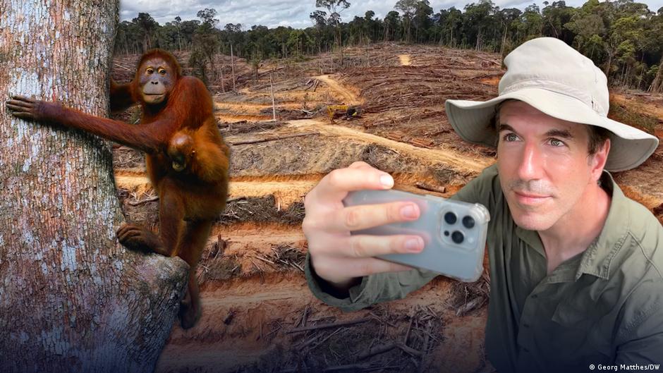 Lost Paradise - Perjuangan orangutan untuk bertahan hidup