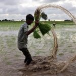 Bagaimana dua perang dan El Niño mempengaruhi kelaparan di seluruh dunia