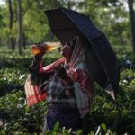 India: Perubahan iklim menyebabkan krisis budidaya teh di Assam