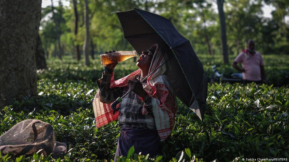 India: Perubahan iklim menyebabkan krisis budidaya teh di Assam